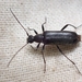 Grammoptera subargentata - Photo ללא זכויות יוצרים, הועלה על ידי Ellyne Geurts