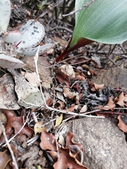 Eriospermum dielsianum