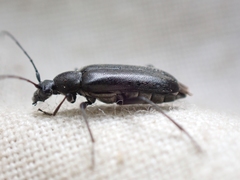 Grammoptera