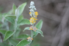Buddleja stachyoides
