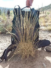 Muhlenbergia montana