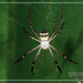 Argiope aetheroides - Photo (c) 小工友, algunos derechos reservados (CC BY-NC-ND)