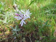 Lithophragma parviflorum
