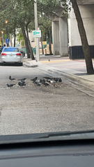Columba livia domestica