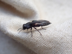 Buprestinae