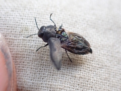 Buprestinae
