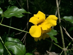 Adenocalymma inundatum