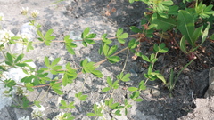 Dorycnium