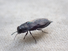 Buprestinae