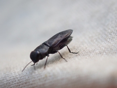 Buprestinae