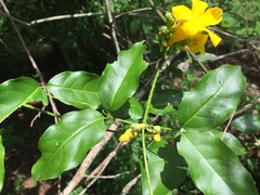 Adenocalymma inundatum