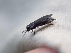 Buprestinae