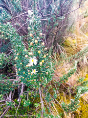 Diplostephium ericoides