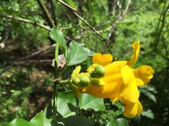 Adenocalymma inundatum