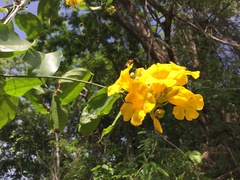 Adenocalymma inundatum