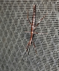 Anisomorpha ferruginea