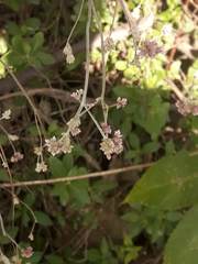 Alternanthera porrigens