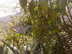 Phoradendron nervosum