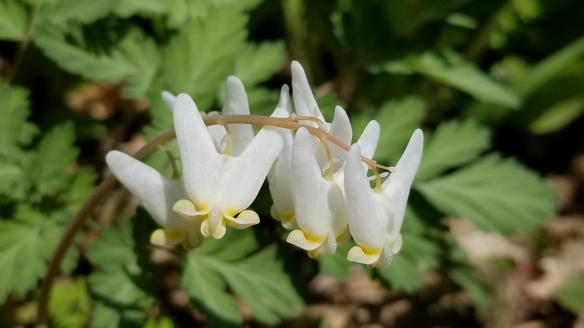 Dicentra cucullaria