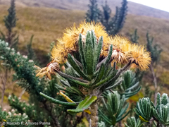 Linochilus rupestris