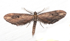 Eupithecia subapicata
