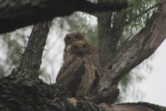 Bubo virginianus nacurutu