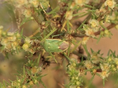 Chlorochroa sayi