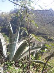 Agave cordillerensis