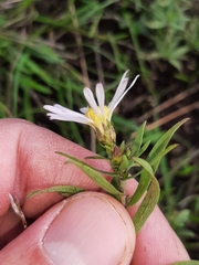 Symphyotrichum hallii