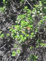 Clinopodium tomentosum
