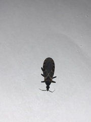 Triatoma