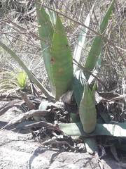 Agave cordillerensis