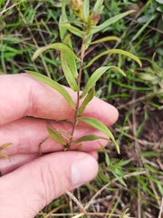 Symphyotrichum hallii