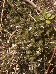 Selaginella peruviana
