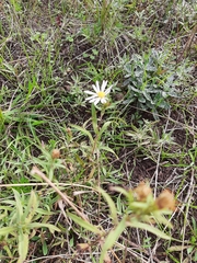 Symphyotrichum hallii