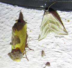 Stiria intermixta