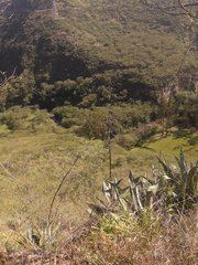 Agave cordillerensis