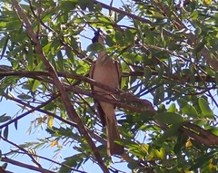 Philemon argenticeps