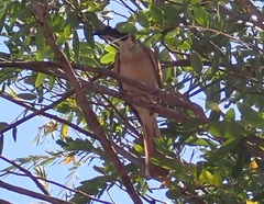 Philemon argenticeps