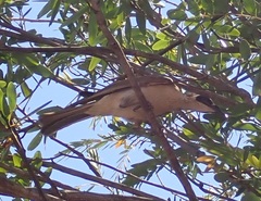 Philemon argenticeps