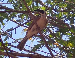 Philemon argenticeps
