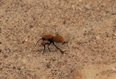 Dasymutilla stevensi