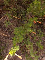 Clinopodium tomentosum