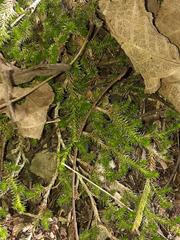 Selaginella peruviana