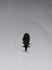 Triatoma