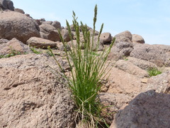Poa cusickii