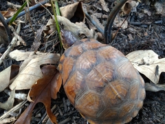 Terrapene carolina triunguis