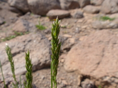 Poa cusickii