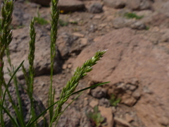 Poa cusickii