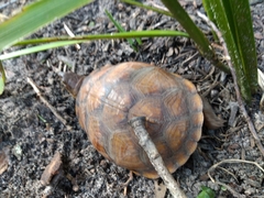 Terrapene carolina triunguis